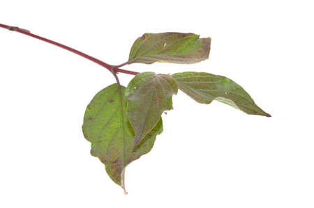 dry leaf isolated on white backgroundの写真素材