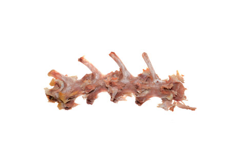 rabbit bones isolated on white background