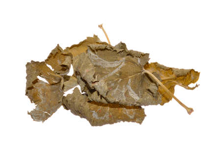 dry leaf isolated on white background