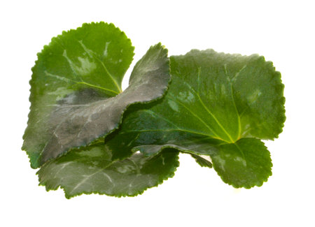green leaf isolated on white backgroundの写真素材