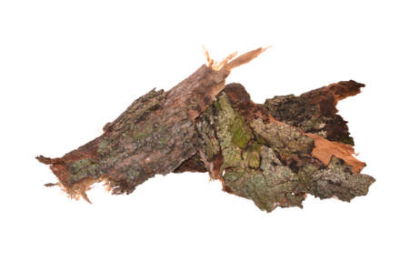tree bark isolated on white backgroundの写真素材