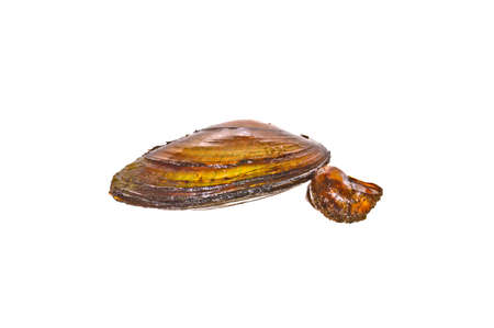 river shell isolated on white background