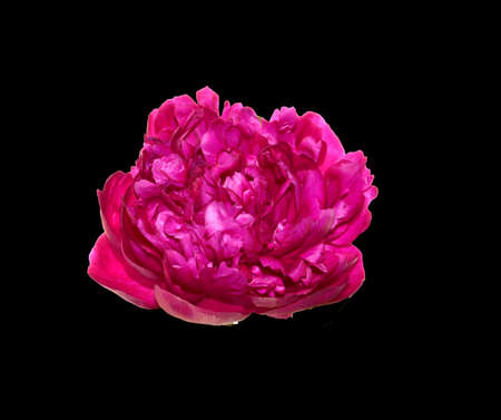 red flower isolated on white backgroundの写真素材