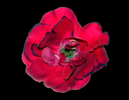 rose isolated on white backgroundの写真素材