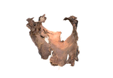 tree bark isolated on white background