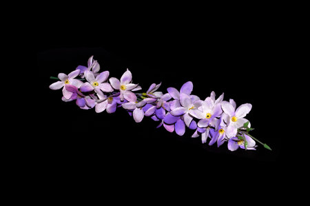 artificial flower isolated on white backgroundの写真素材