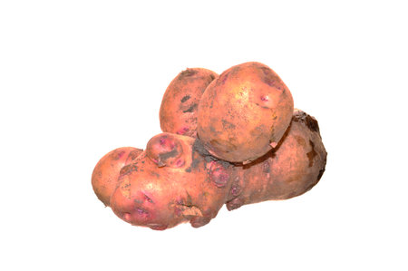 potato isolated on white backgroundの写真素材