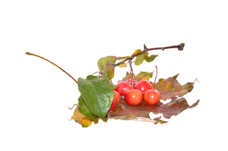 paradise apples isolated on white background