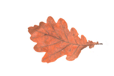 tree bark isolated on white background