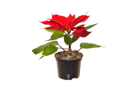 flower in a pot isolated on white backgroundの写真素材