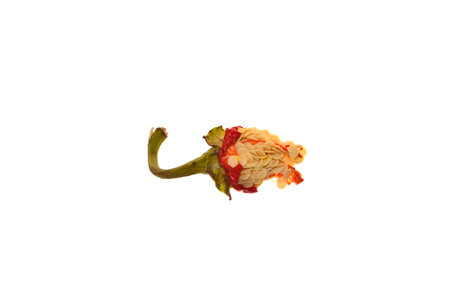 chili pepper isolated on white background