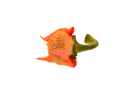 bell pepper isolated on white backgroundの写真素材