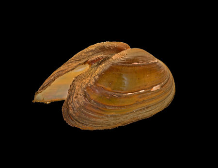 seashell isolated on white backgroundの写真素材