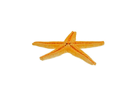 shell star isolated on white backgroundの写真素材