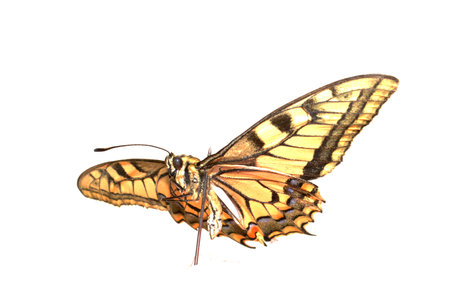 butterfly isolated on white backgroundの写真素材