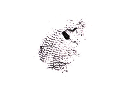 fingerprint isolated on white background
