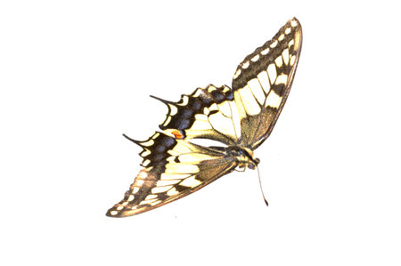 butterfly isolated on white backgroundの写真素材