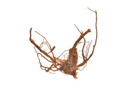 tree root isolated on white backgroundの写真素材