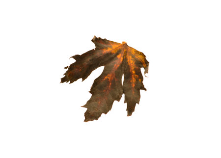 dry leaf isolated on white backgroundの写真素材