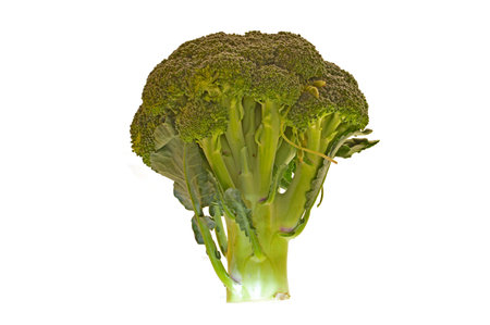 cabbage isolated on white backgroundの写真素材