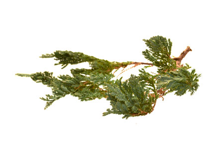 Thuja isolated on white backgroundの写真素材