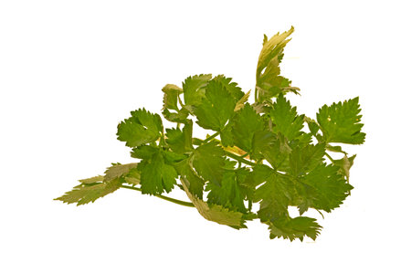 parsley isolated on white backgroundの写真素材