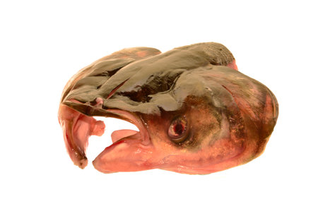 raw fish isolated on white backgroundの写真素材