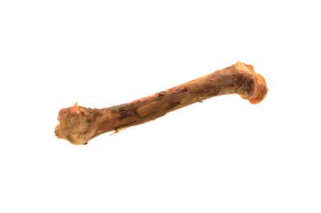 bone isolated on white background