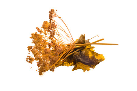 dill isolated on white backgroundの写真素材