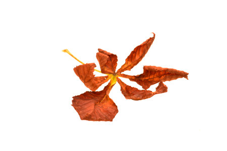 dry leaf isolated on white backgroundの写真素材