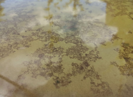 green film on water - close-upの写真素材