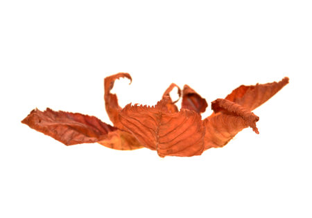 dry leaf isolated on white backgroundの写真素材