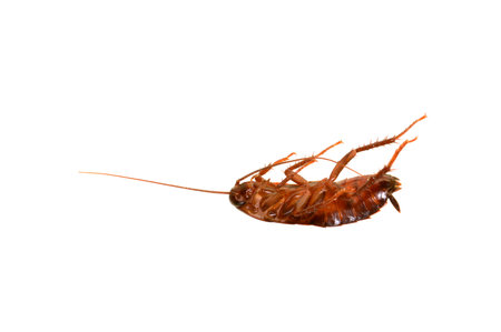 cockroach isolated on white background