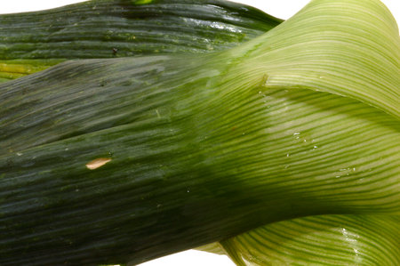 green onion isolated on white backgroundの写真素材