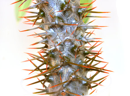 plant stem isolated on white backgroundの写真素材