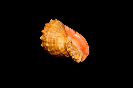 shell isolated on black background