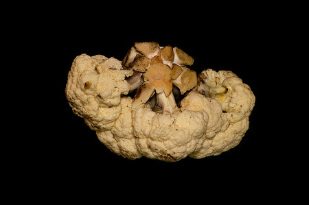 cabbage close-up on a black backgroundの写真素材