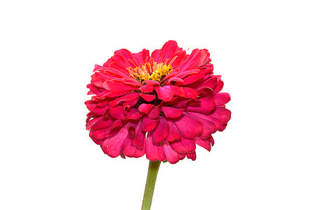 Summer flower isolated on white backgroundの写真素材