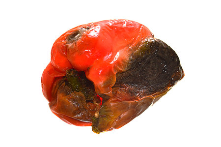 Rotten pepper isolated on white backgroundの写真素材