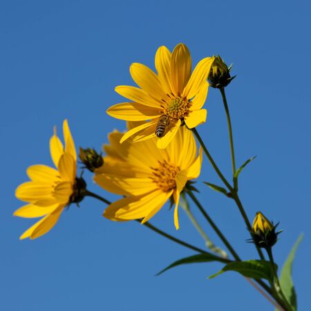 Jerusalem artichoke. Helianthus tuberosus L.