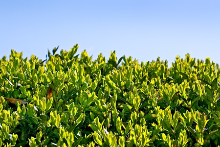 Leaves in backlit on blue skyの写真素材