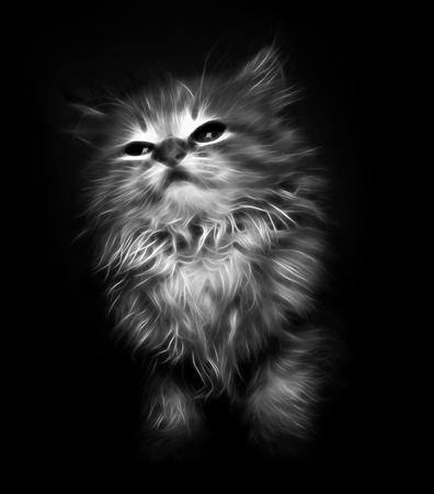 Abstract kitten on black backgroundの写真素材