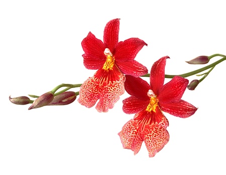 Cambria  Red and white flower orchid isolated on whiteの写真素材