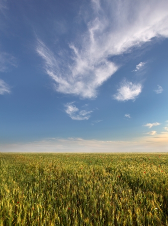 wheat field and blue sky with cloudsの写真素材