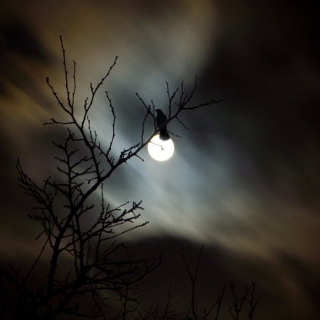 Raven siting on the branch and fullmoon nightの写真素材