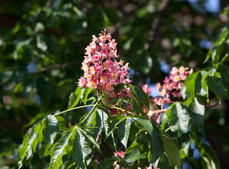 Blossom of horse chestnut treeの写真素材
