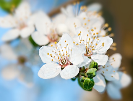 Spring. Soft image of blossoming tree brunch with white flowersの写真素材