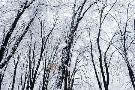  frozen trees in winter forestの写真素材