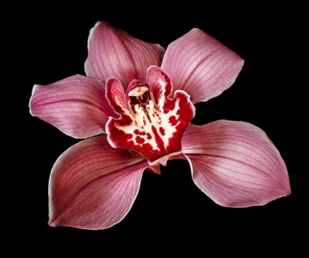 Purple Orchid Flower isolated on black  backgroundの写真素材