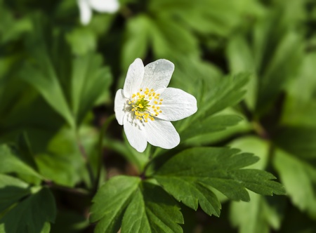 First spring flowers. Anemone sylvestris (snowdrop anemone)の写真素材